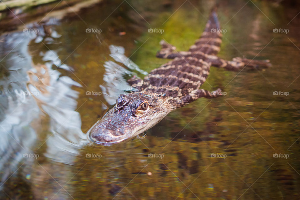 Baby Alligator at the Chattanooga Aquarium 