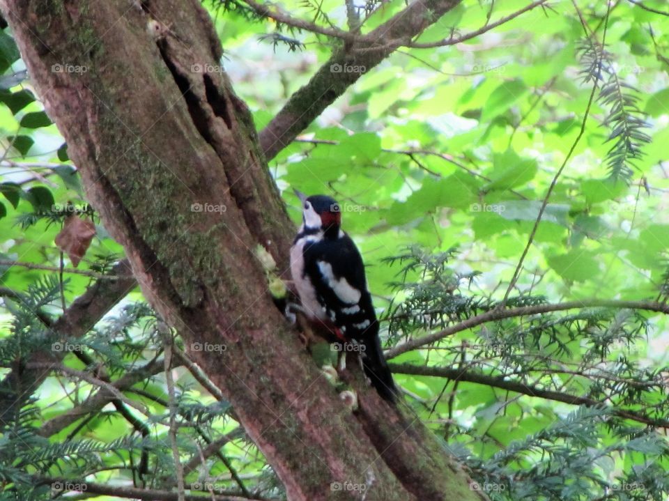 Greater spotted woodpecker