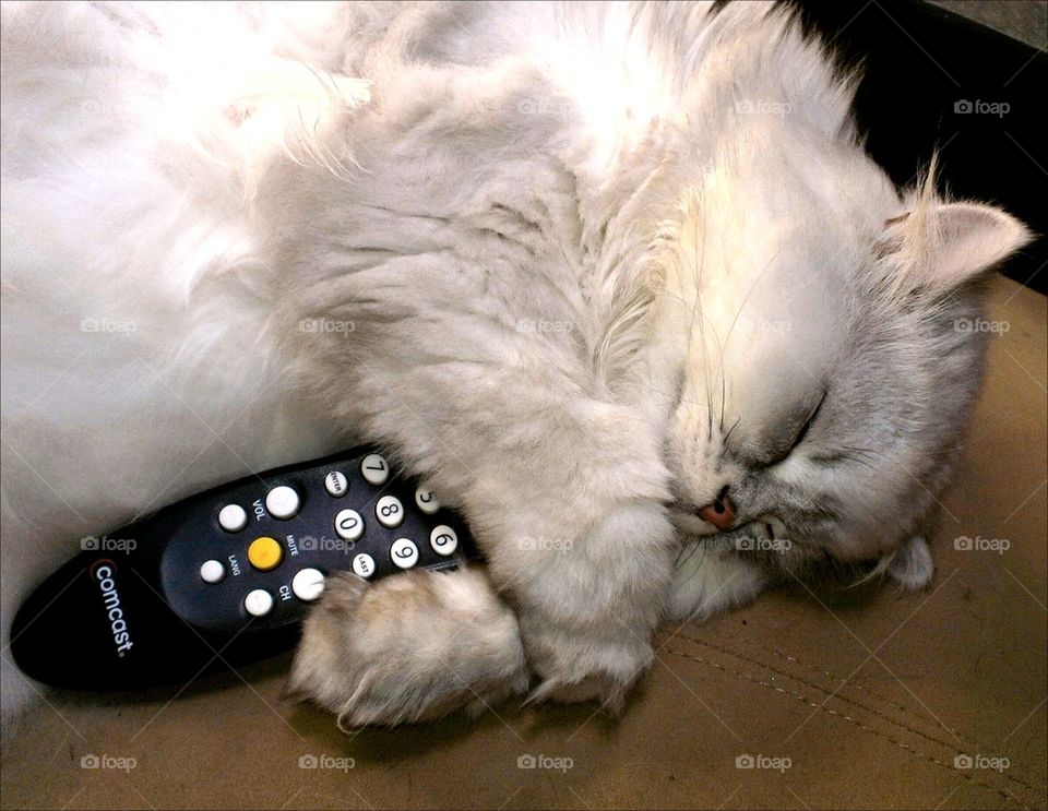 Remote Control Cat