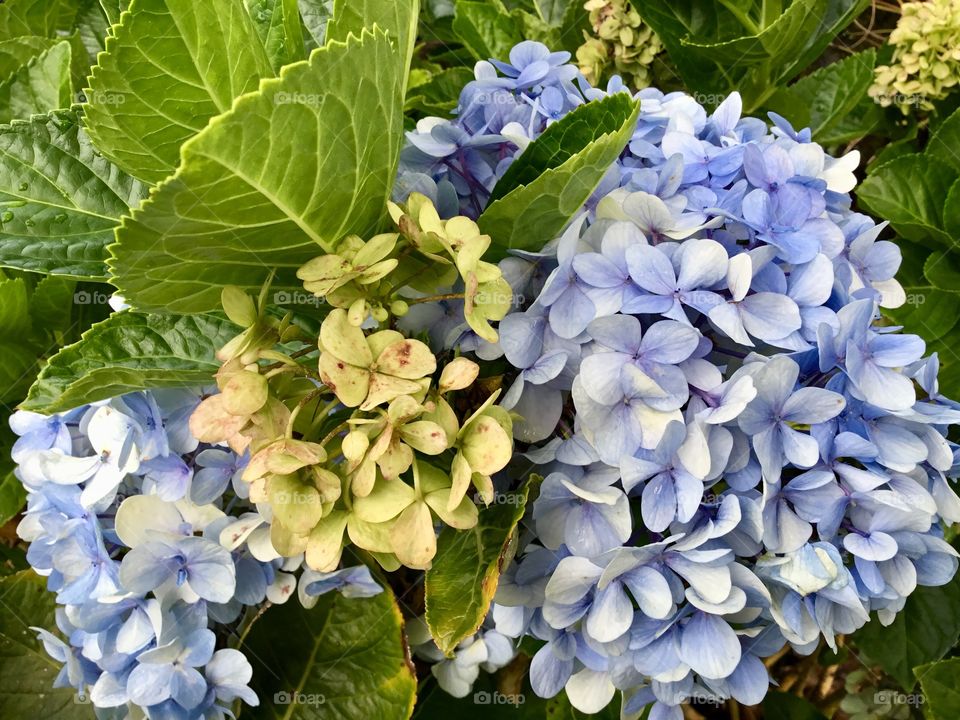 Hydrangeas 