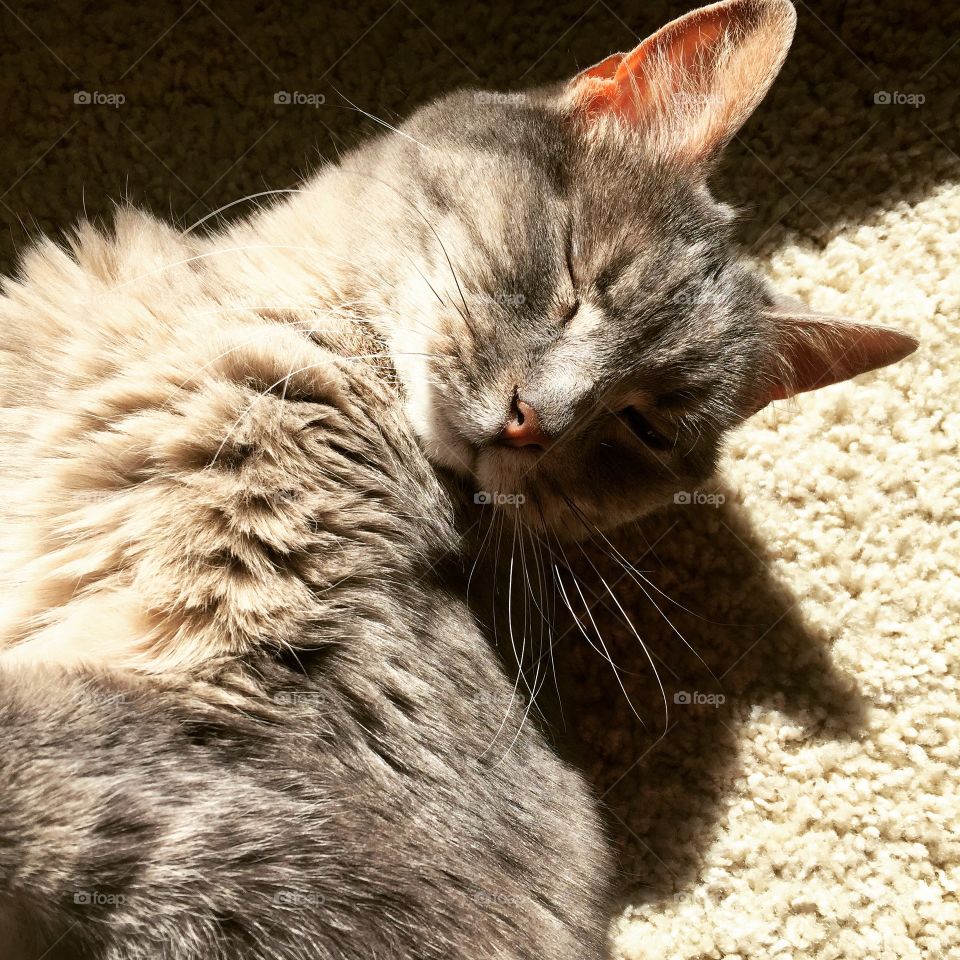 16-year-old Arwen enjoys a nice nap in the sun.