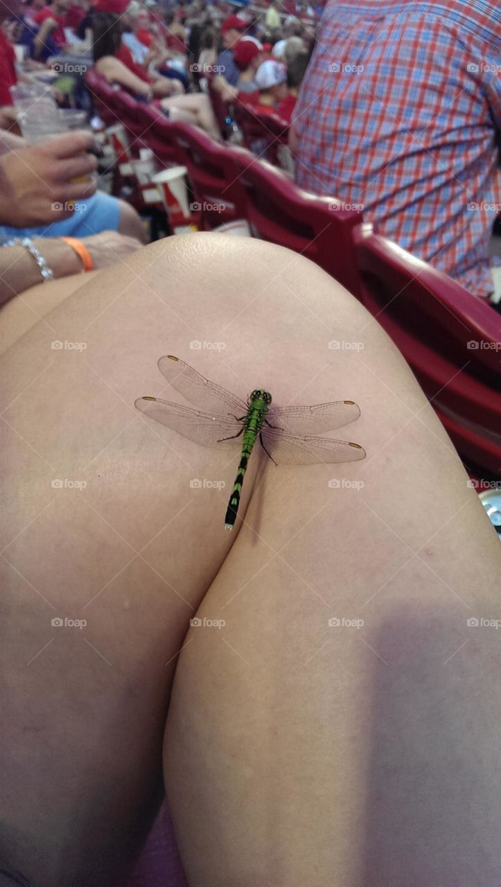 dragonfly. Landed on my leg at Great American Ballpark.