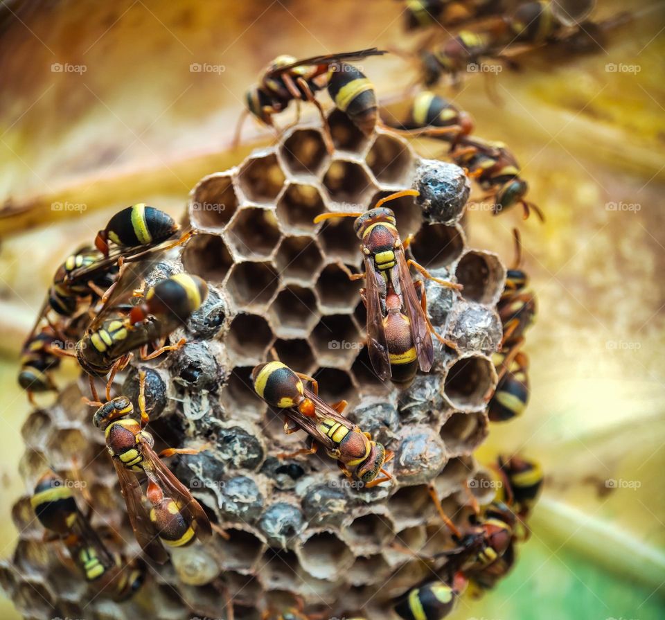 worker bees tidying up the nest