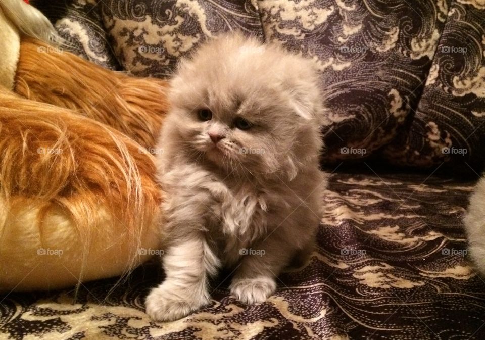 Scottish fold long