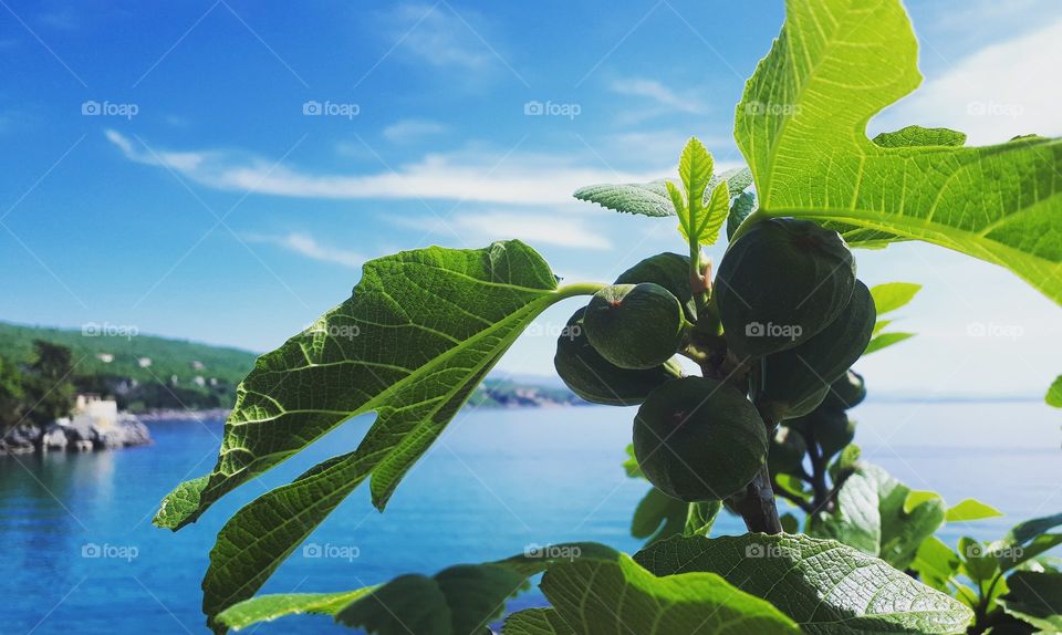 Fig tree