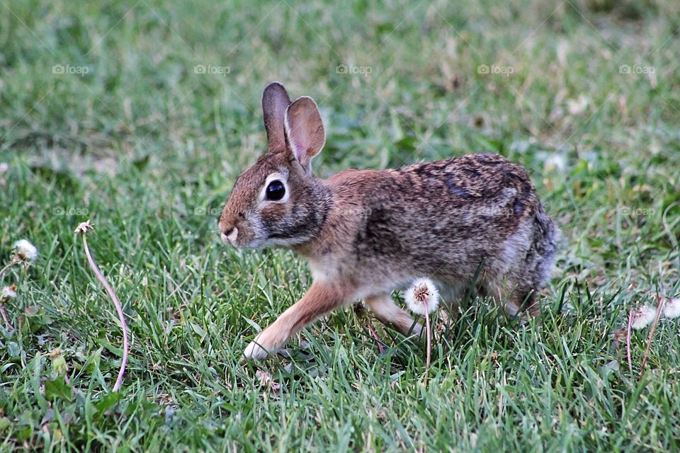 An adorable young rabbit on the move, looking for more flowers and plants to eat.