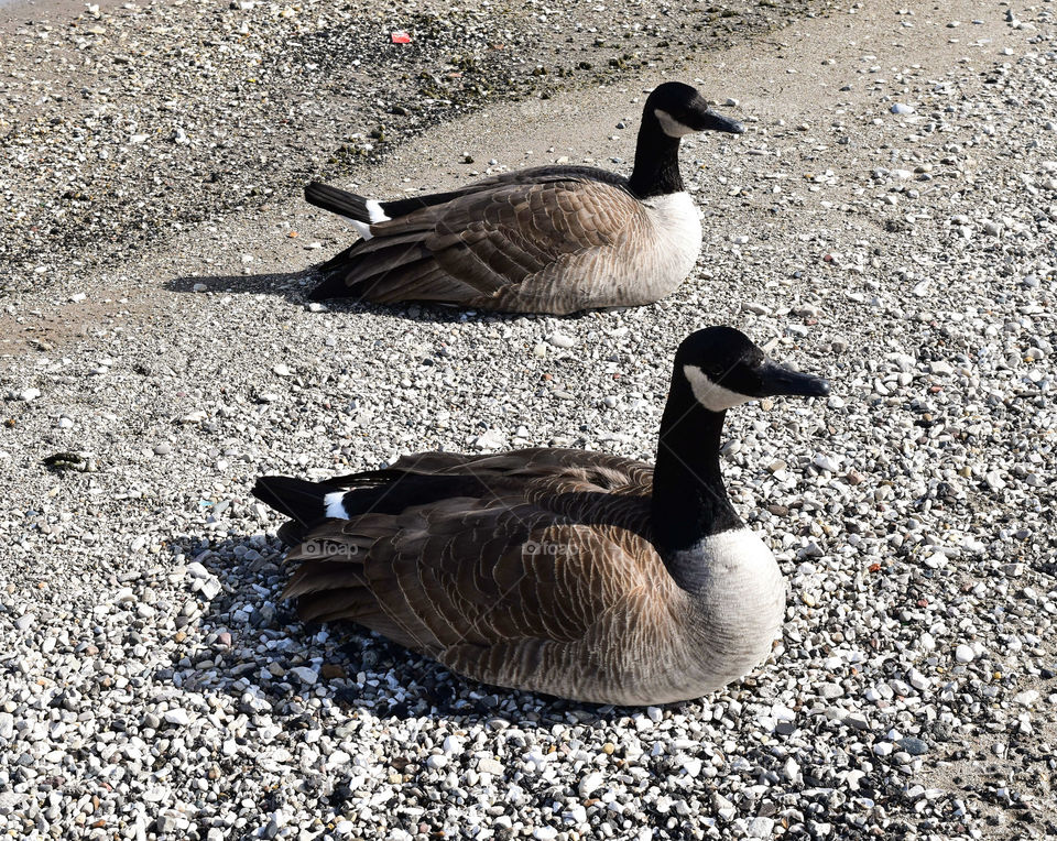 Canadian geese on the shore of Lake Michigan