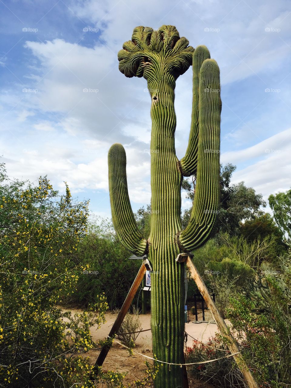 A mutated saguaro at the Phoenix, AZ botanical gardens.