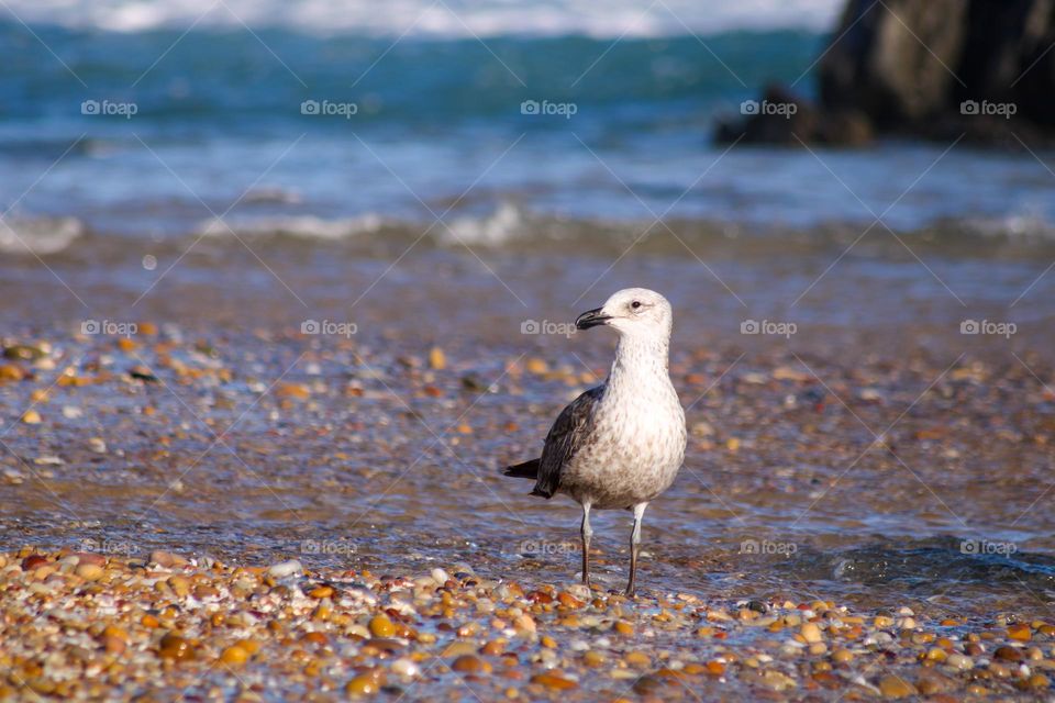 Juvenile Seagull at sea