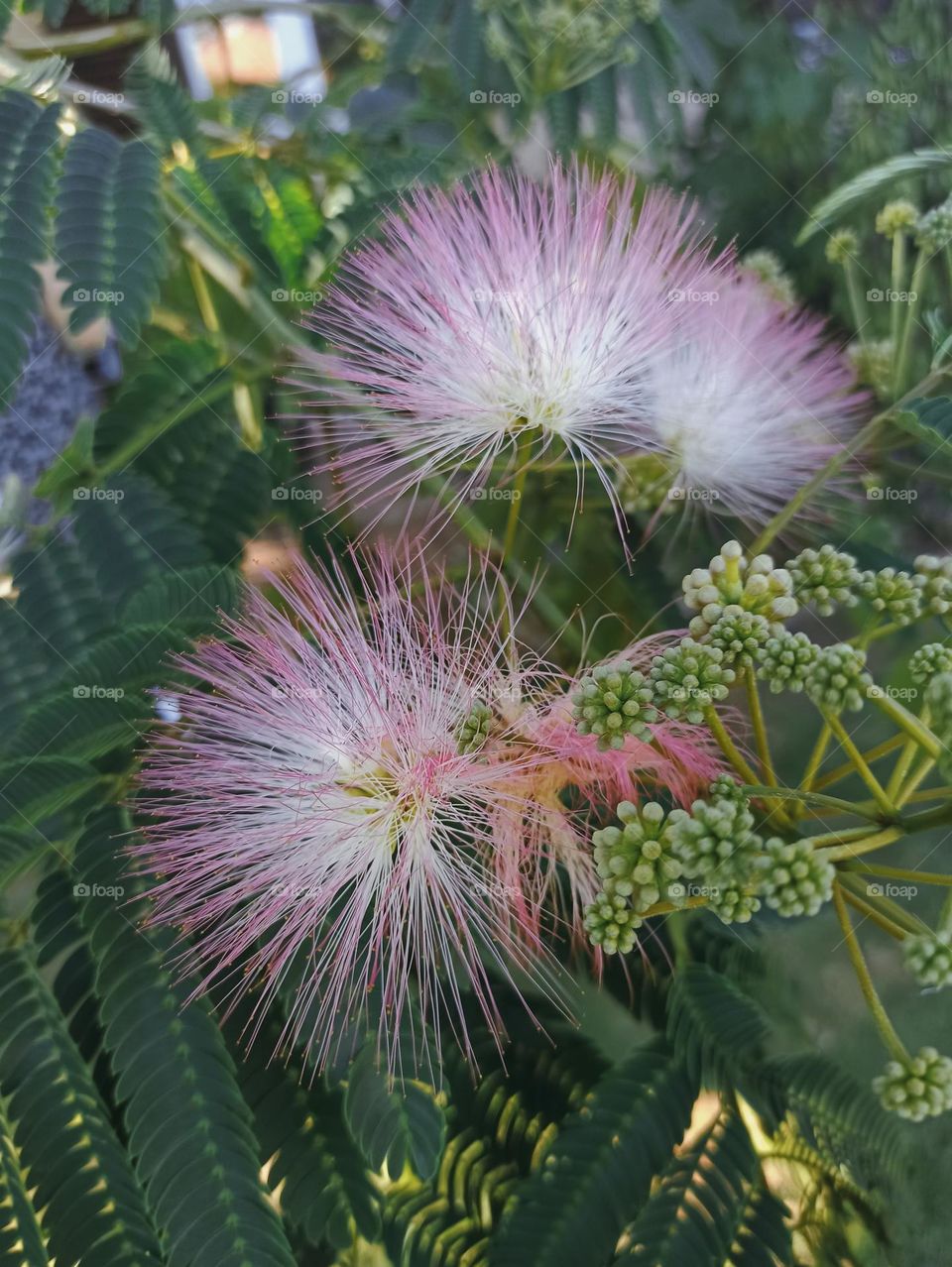 Mimosa Persian silk tree