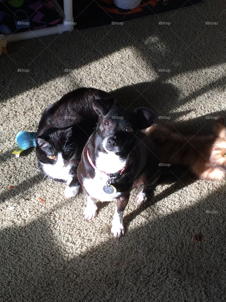 Dog and cat sharing sunbeam