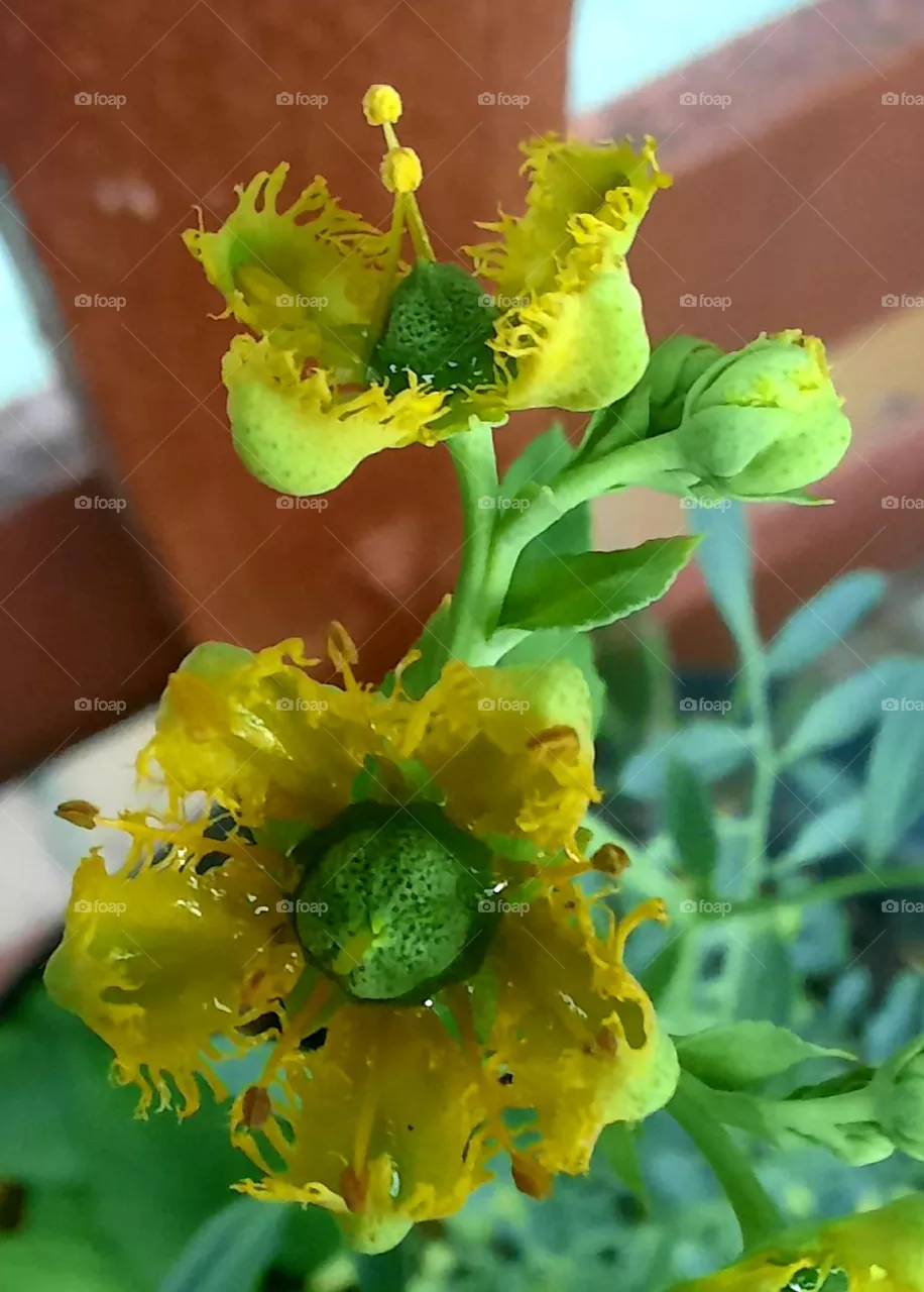 rue flower