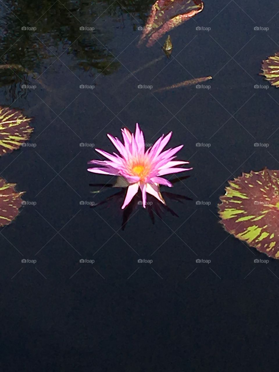 Water Lily