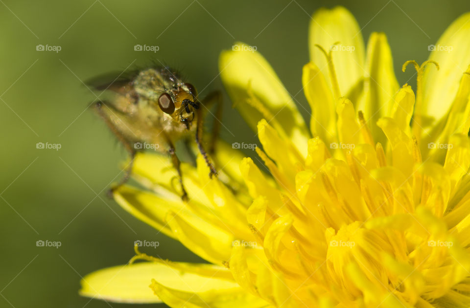 macro photo of insect eyes.