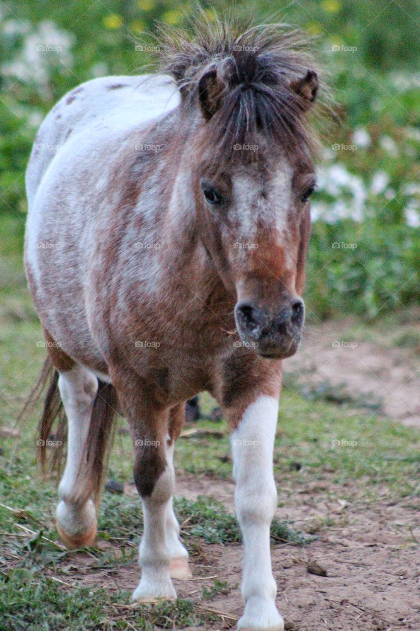 Copper the Shetland Pony