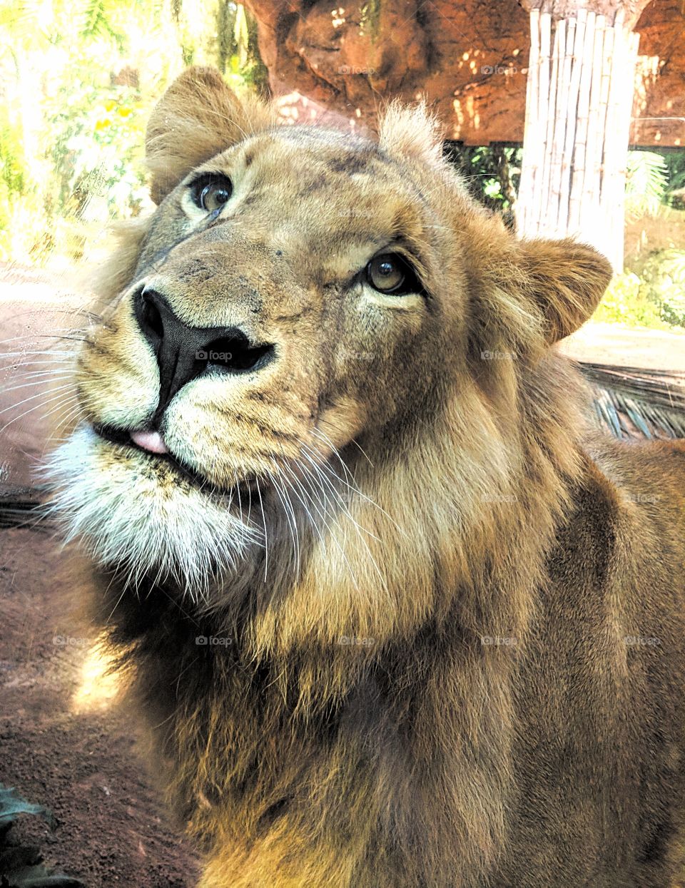 Simba the lion cub