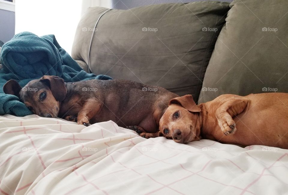 Two Dachshunds