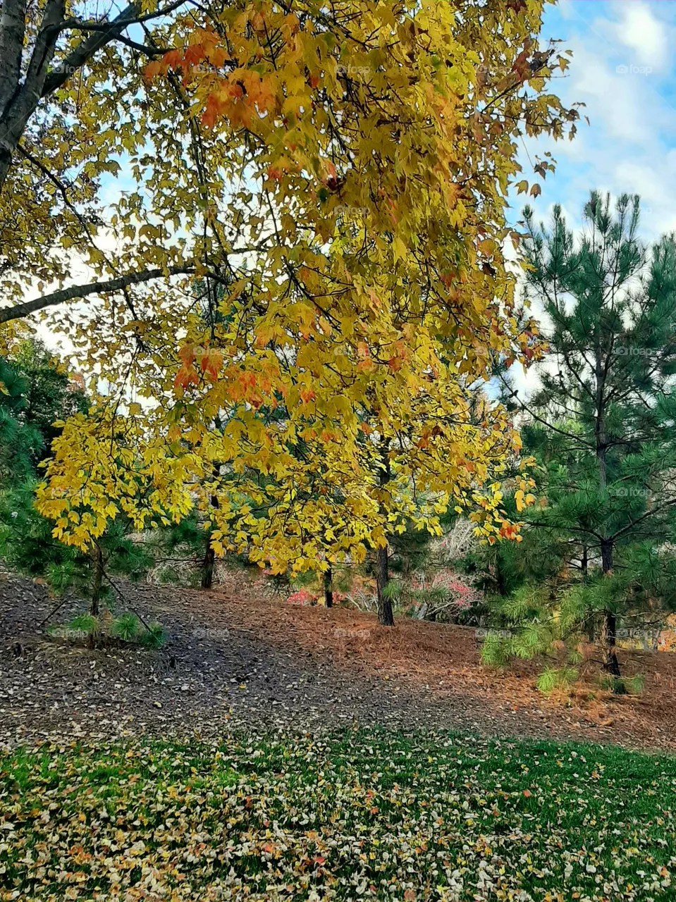 Autumn
