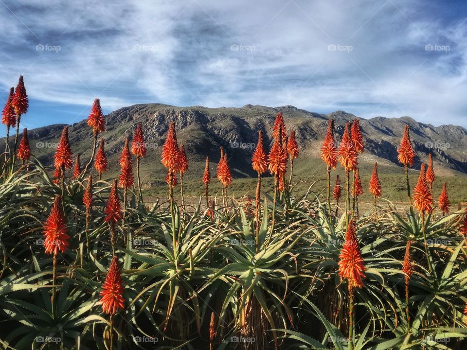 Aloe, Roberrtson, South Africa