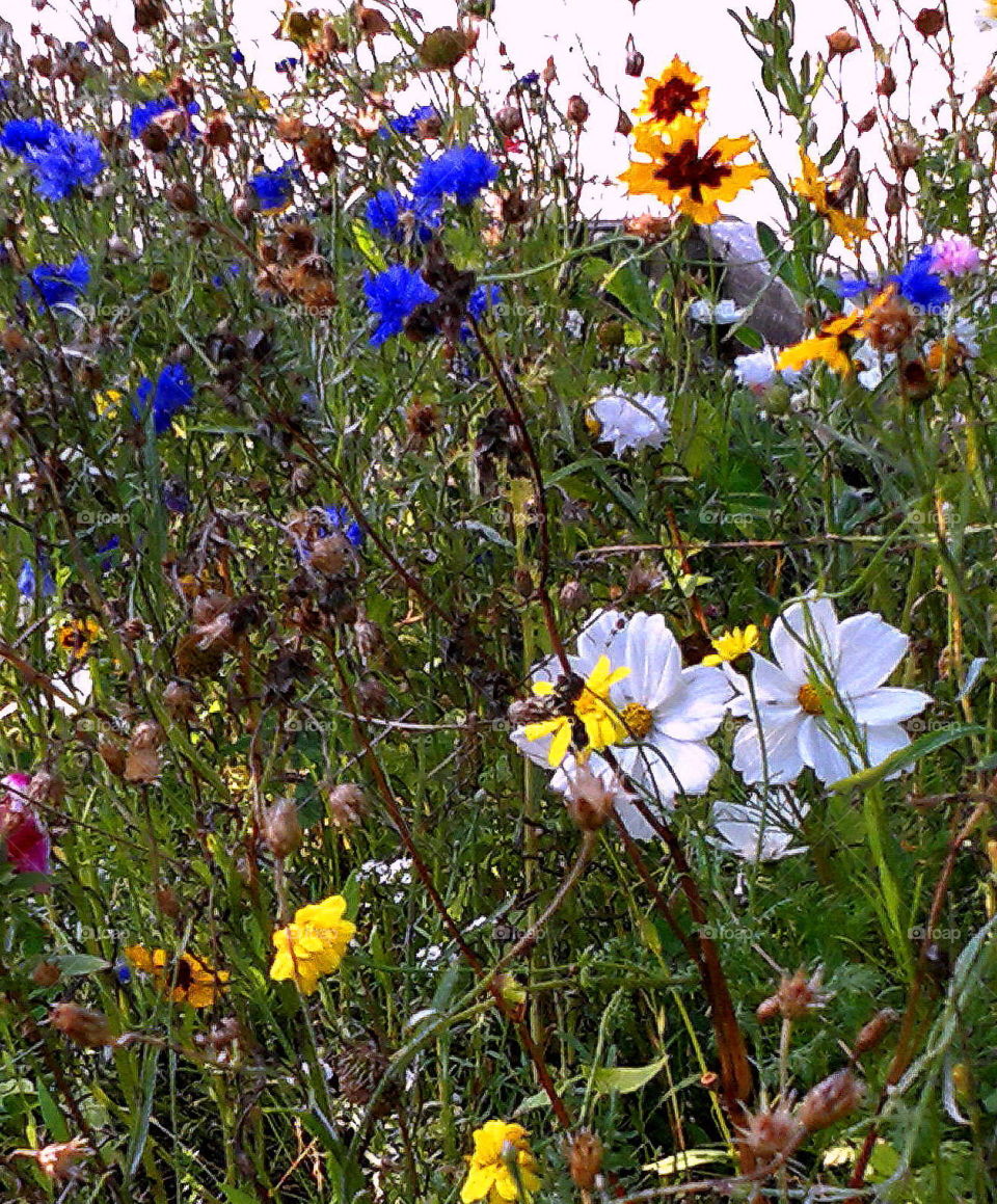 This beautiful mix of wildflowers taking over a garden seems to mesmerize me :-)
