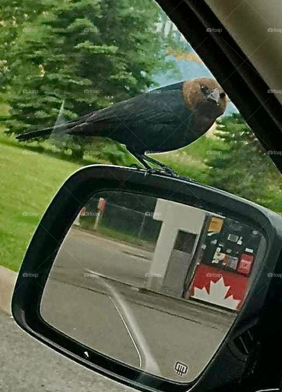 Bird perched on car mirror in the city. 