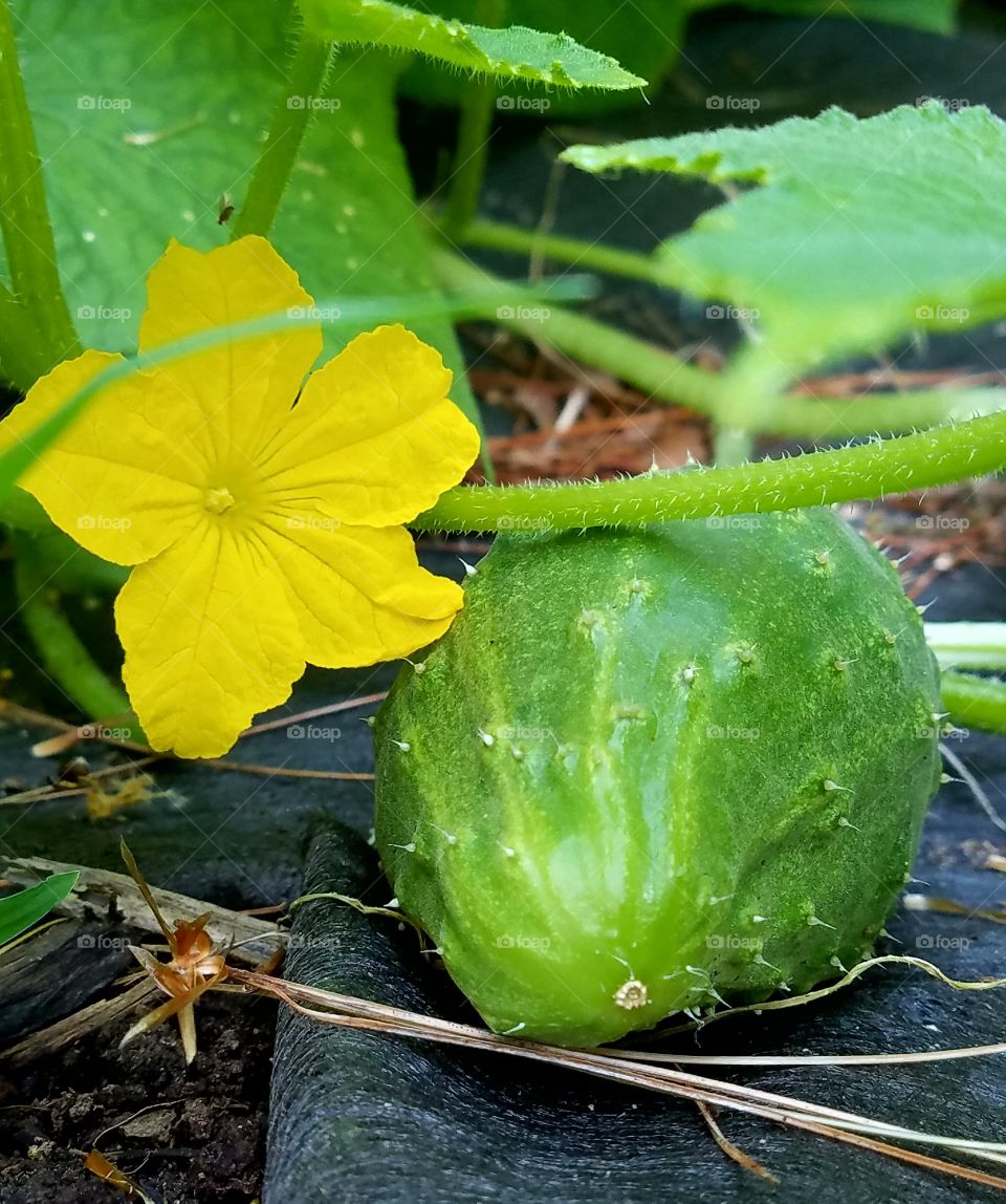 Cucumber & flower on the vine.