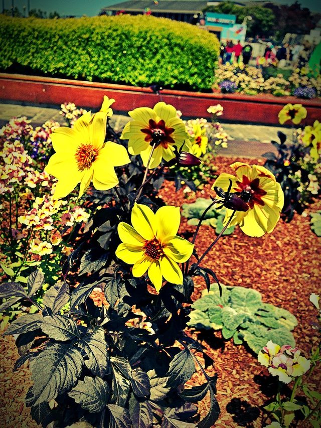 flowers plants nature pretty by itsAus