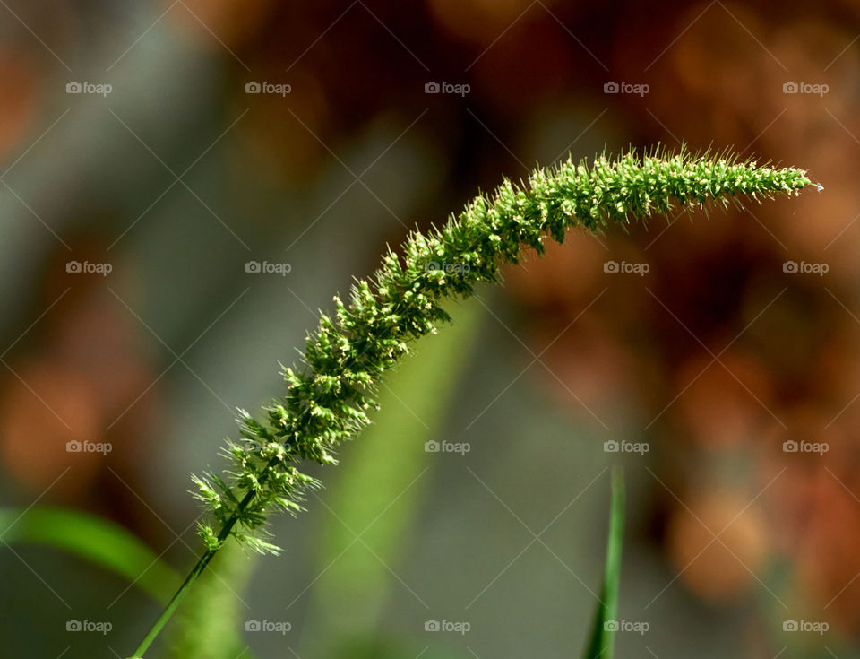 Foxtail millet