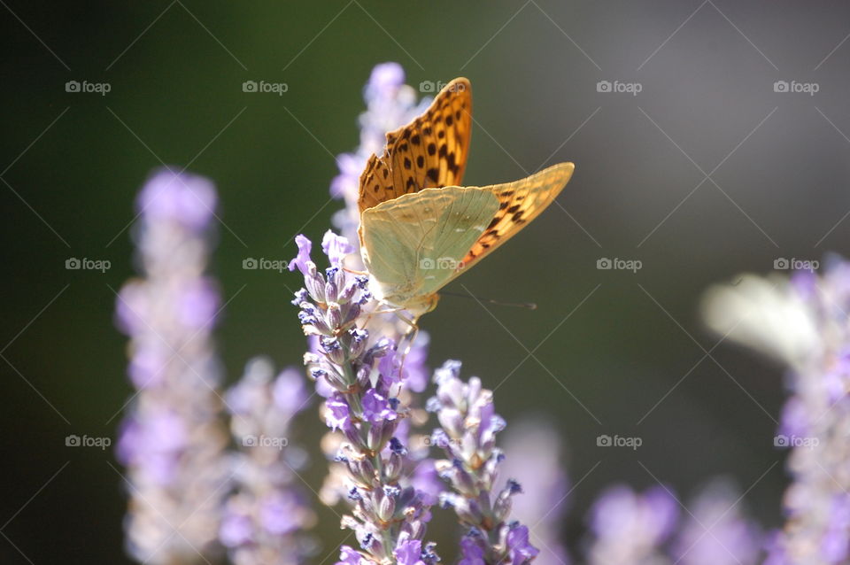 Butterfly on lavender