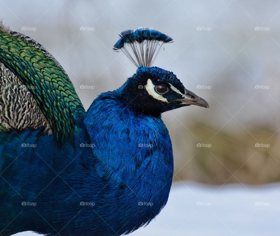 Peacock