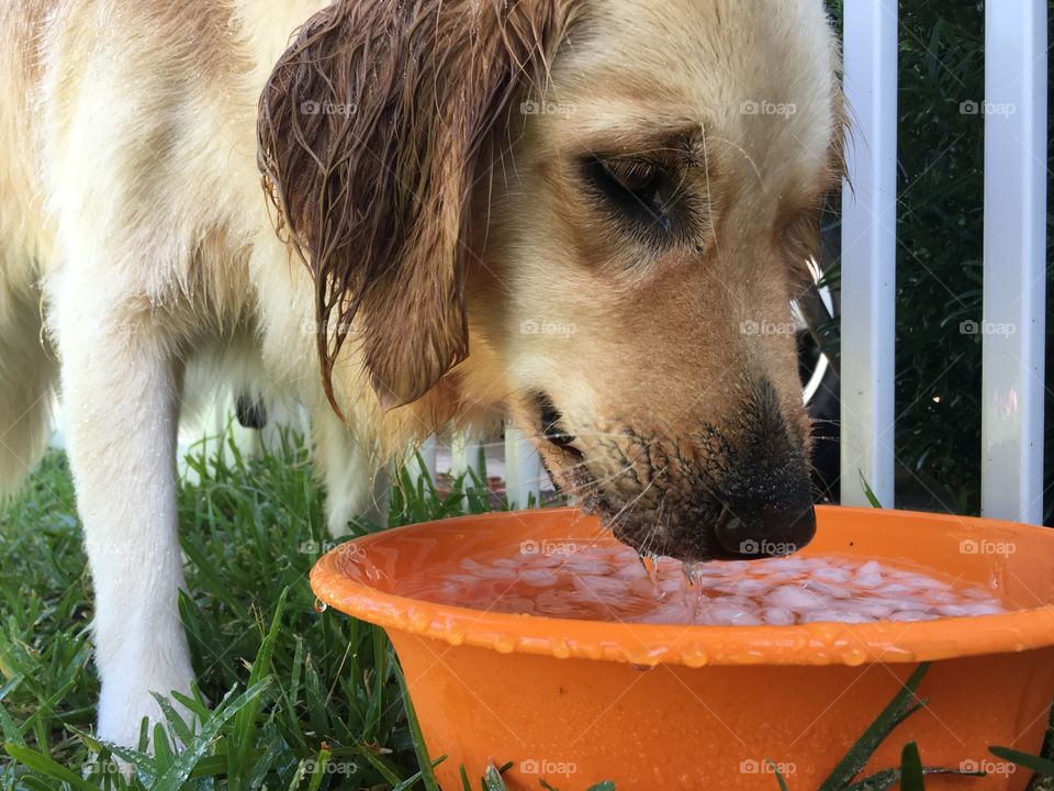 Wet golden retriever fur