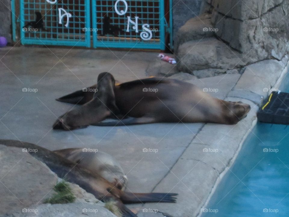 a seal pup feeding from its mother