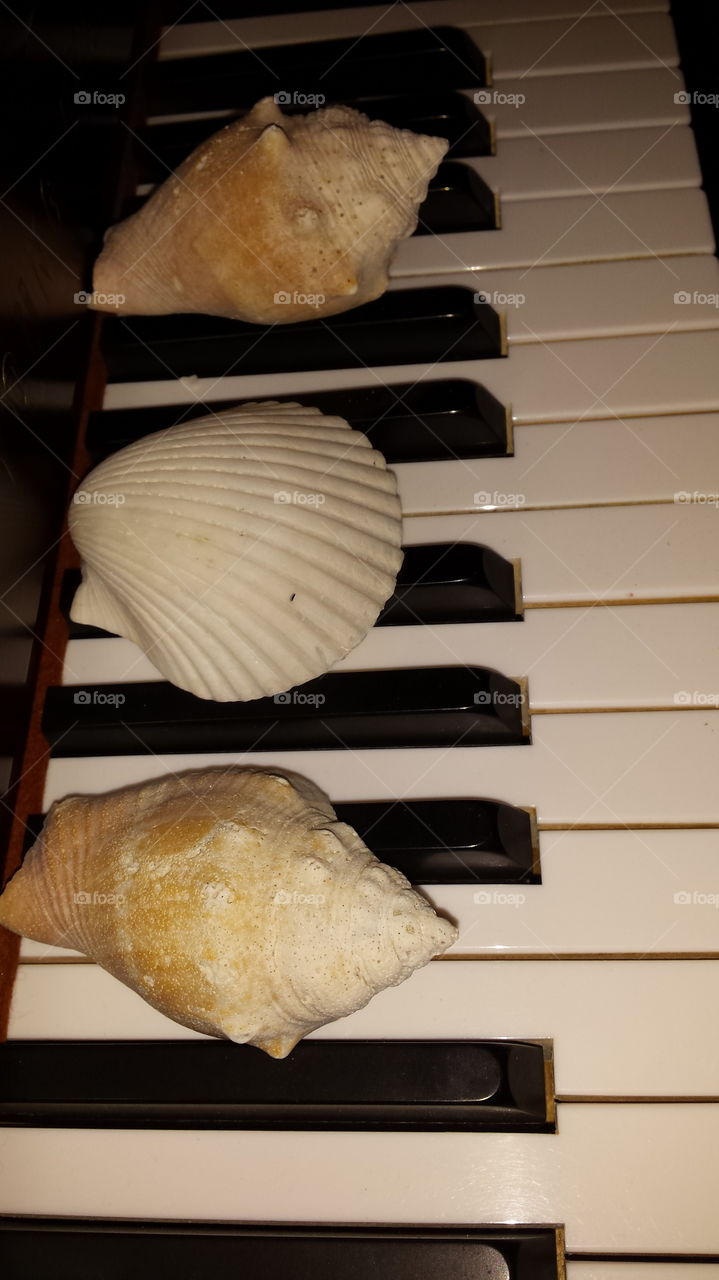 piano keyboard and sea shells