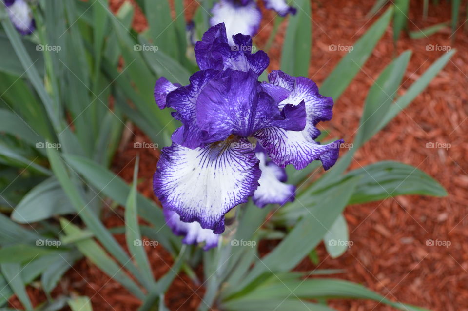 Spring Iris