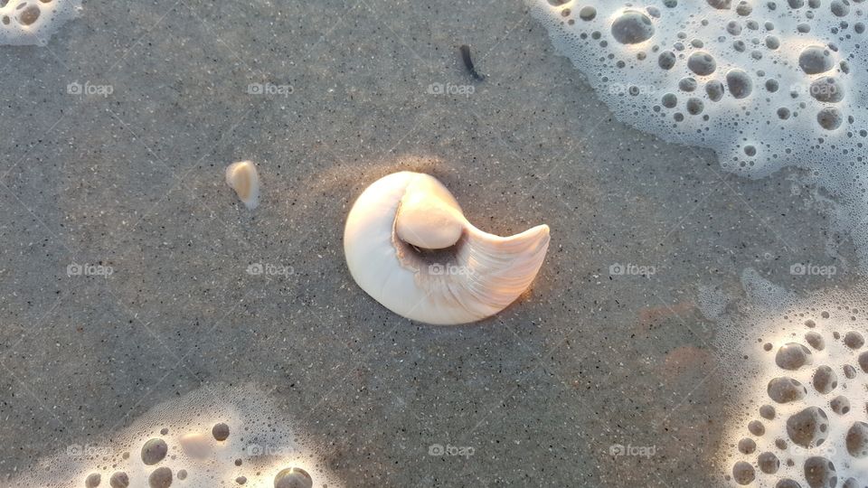 shells by the seashore