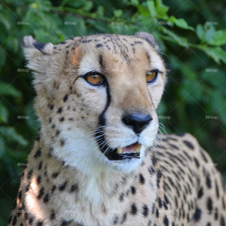 Cheetah closeup 