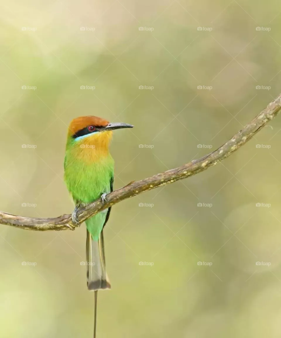 bird
