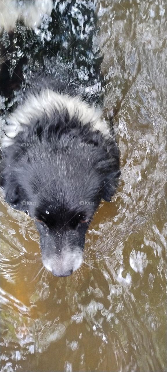 cute puppy in the water