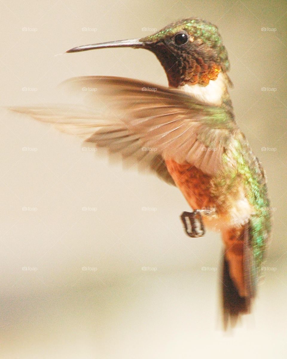Hummingbird in flight. 