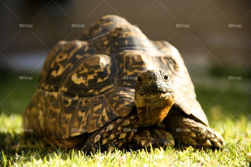 This leopard tortoise was looking straight at the camera as if to pose for the photo