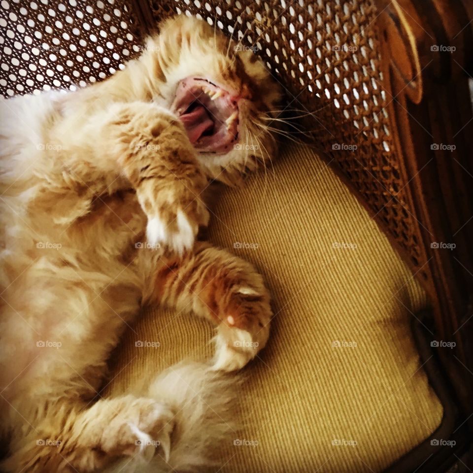 Baby Leo yawning. 