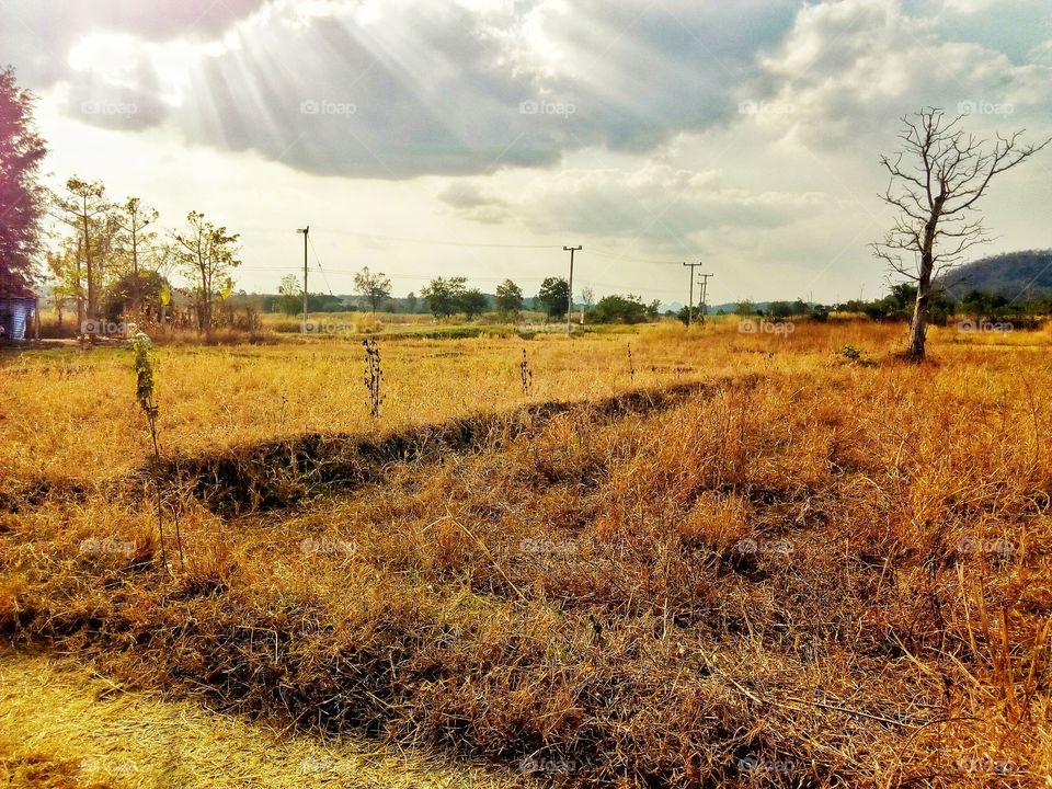 tree,sky,field,