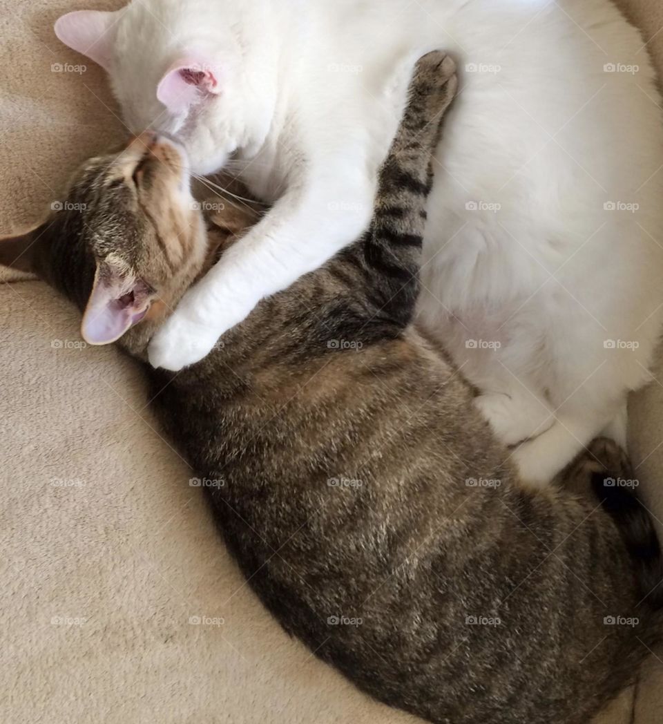 Two cats hugging each other