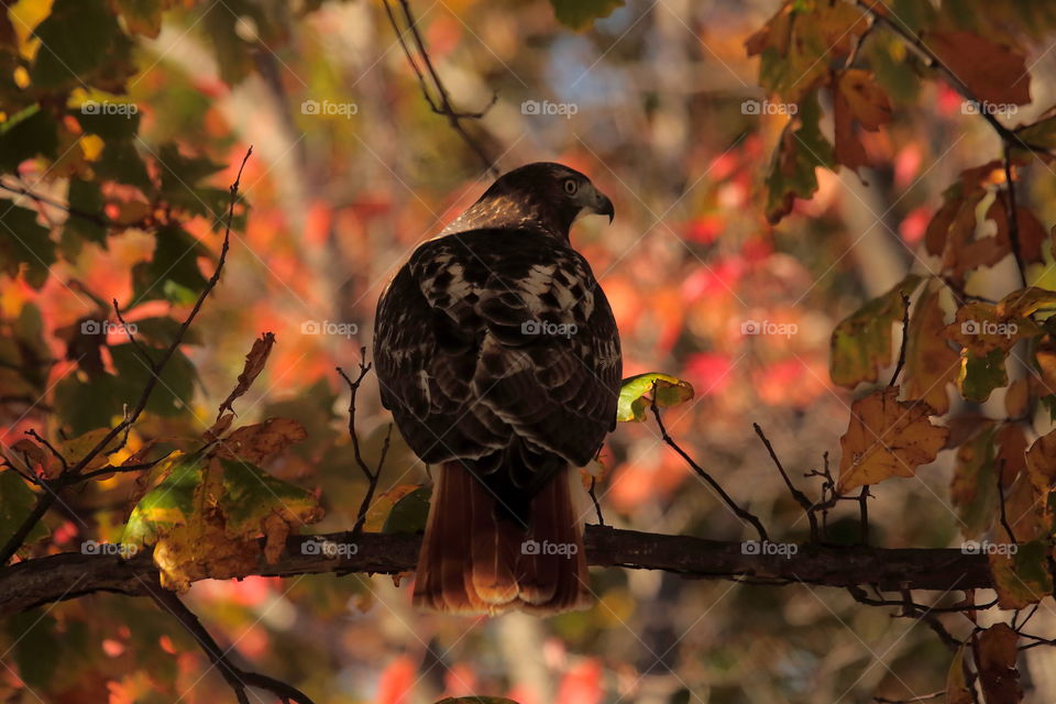 Red-tailed   hawk bird of prey