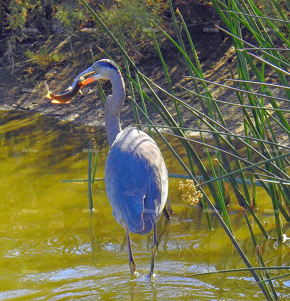 Great Blue Heron