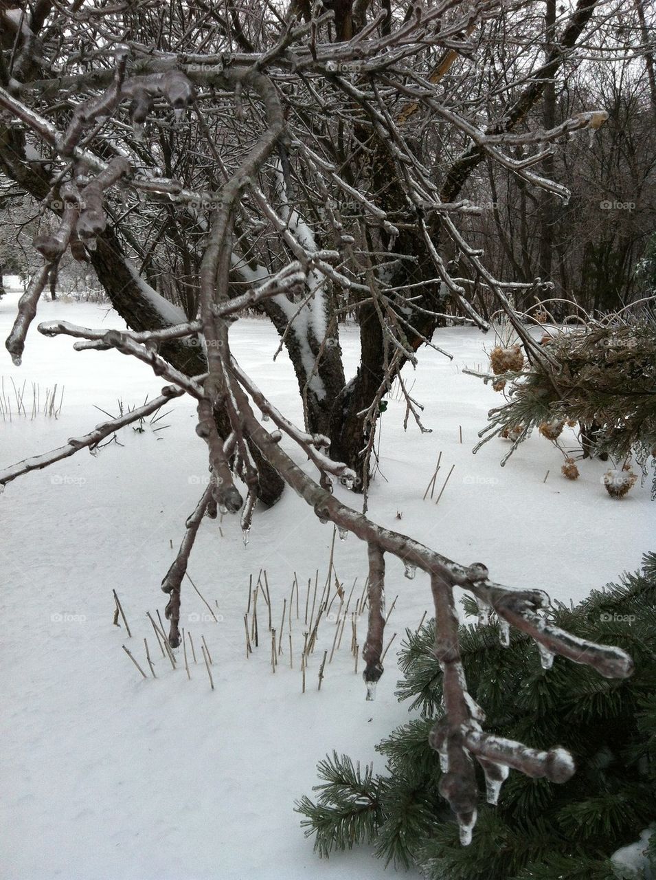 Frozen trees