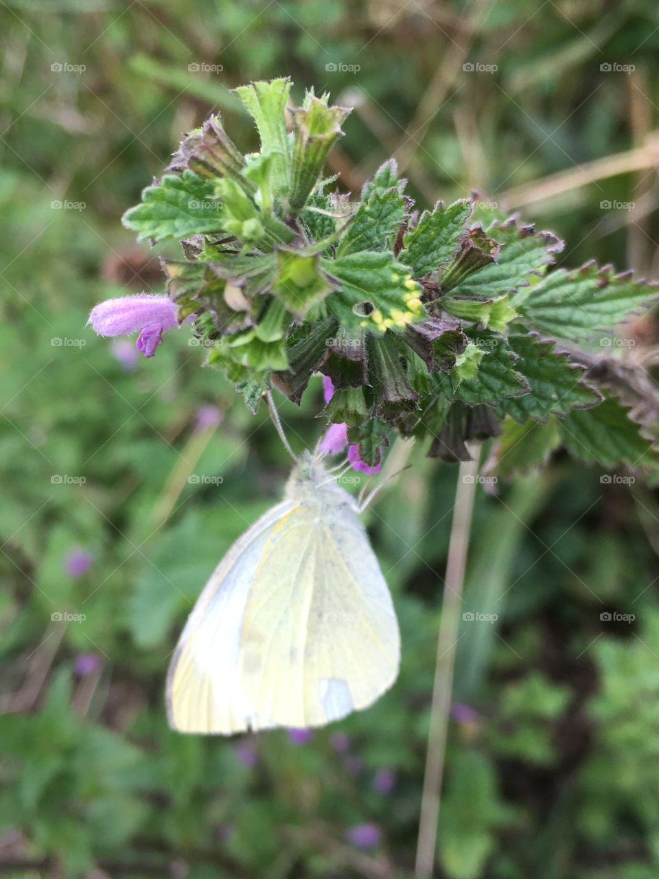 The beautiful and pure cabbage butterfly captured whilst drinking the sweet nectar on a warm summer’s day. 