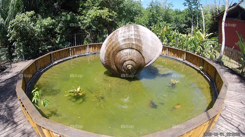 caracol gigante
