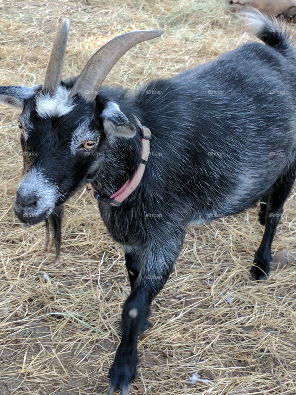 staring billy goat