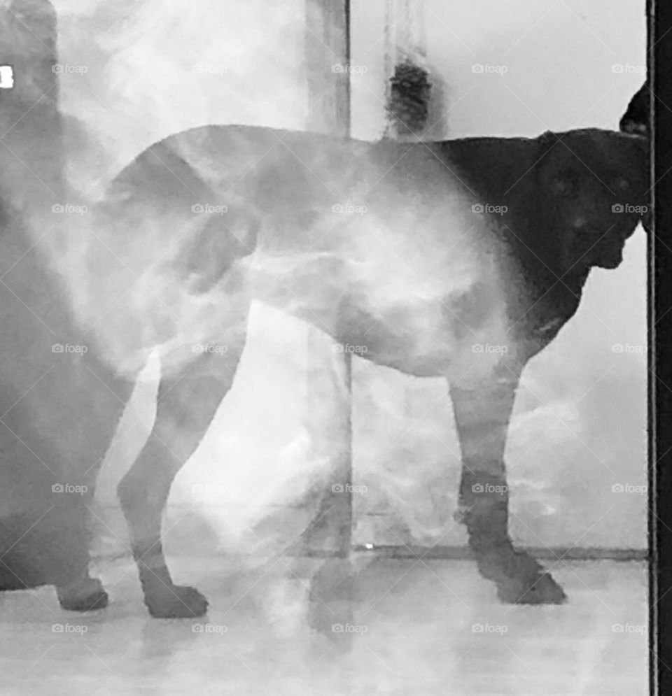 Hellhound in the mist